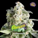 Pineapple Larry OG Fem|BSF Seeds Brasil