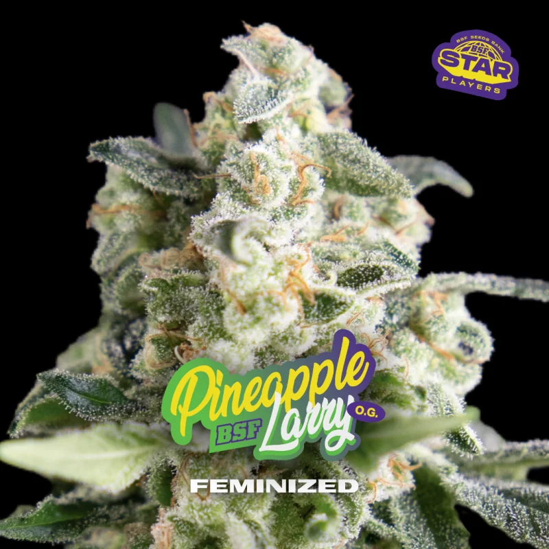 Sementes de Maconha Feminizadas Pineapple Larry OG Fem | BSF Seeds Brasil