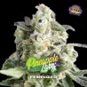 Pineapple Larry OG Fem|BSF Seeds Brasil