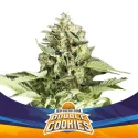 Sementes de Cannabis Automáticas Double Cookies Auto | BSF Seeds Brasil | Compre Agora