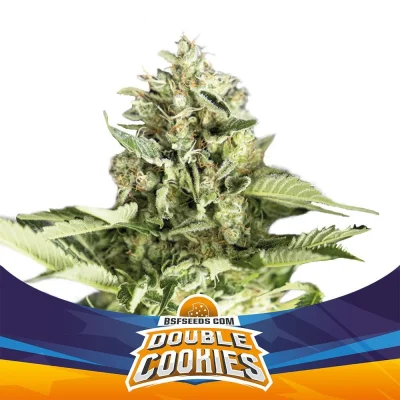 Sementes de Cannabis Automáticas Double Cookies Auto | BSF Seeds Brasil | Compre Agora