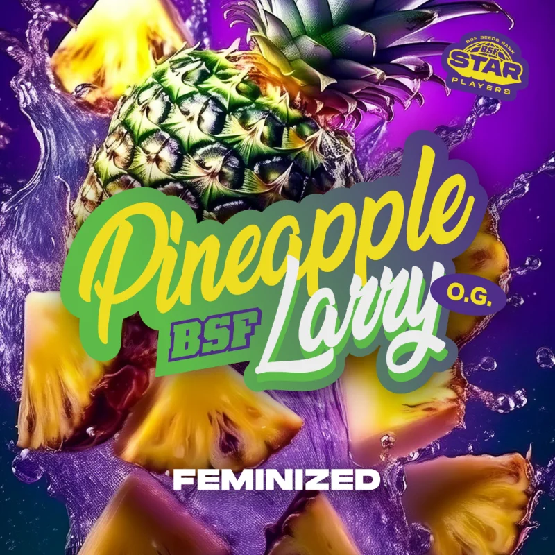 Sementes de Maconha Feminizadas Pineapple Larry OG Fem | BSF Seeds Brasil