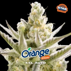 Sementes de Cannabis Automáticas Orange Blossom XXL Auto | BSF Seeds Brasil | Compre Agora