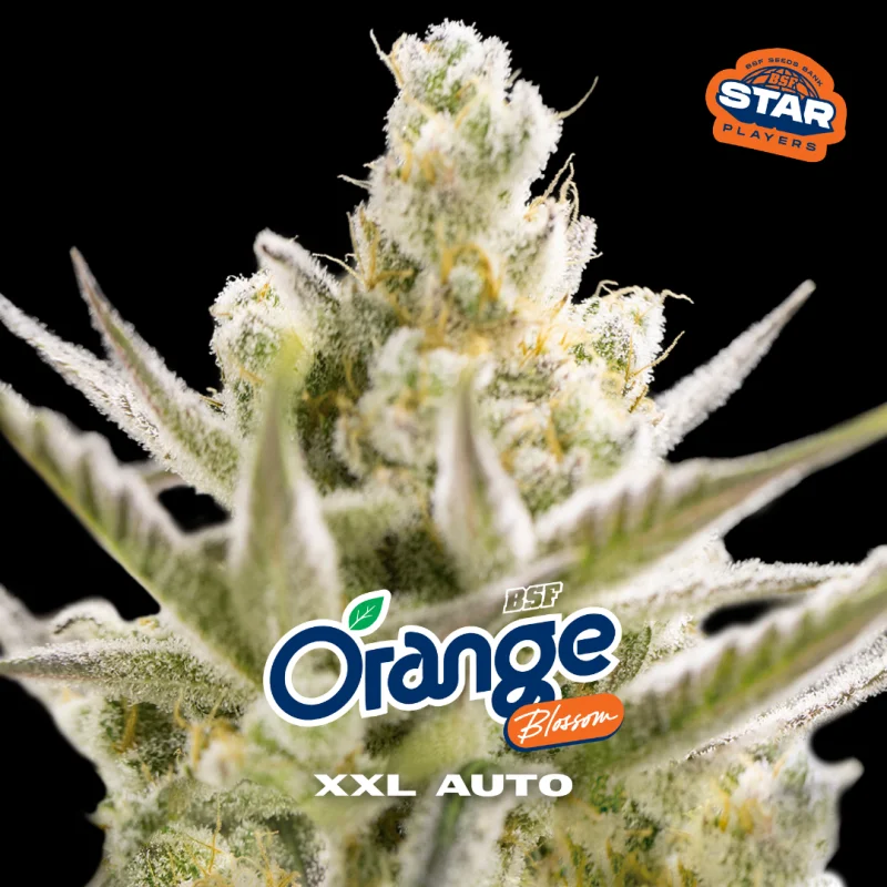 Sementes de Cannabis Automáticas Orange Blossom XXL Auto | BSF Seeds Brasil | Compre Agora
