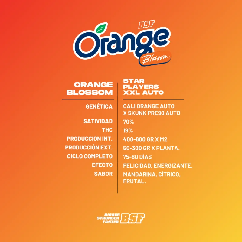 Sementes de Cannabis Automáticas Orange Blossom XXL Auto | BSF Seeds Brasil | Compre Agora