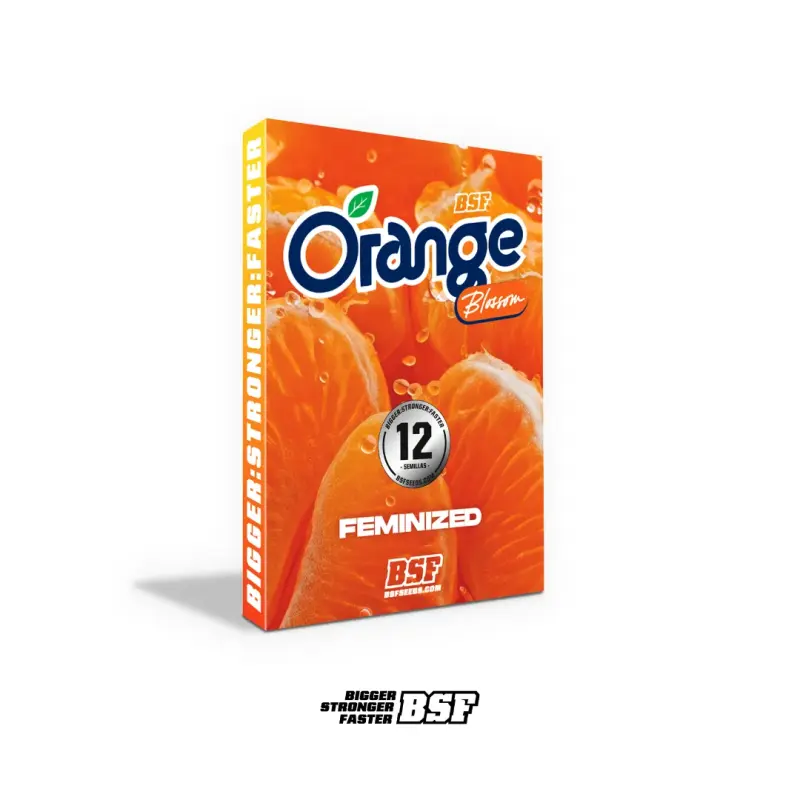 Orange Blossom|BSF Seeds Brasil
