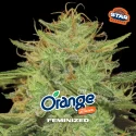 Sementes de Maconha Feminizadas Orange Blossom | BSF Seeds Brasil