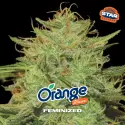 Orange Blossom|BSF Seeds Brasil