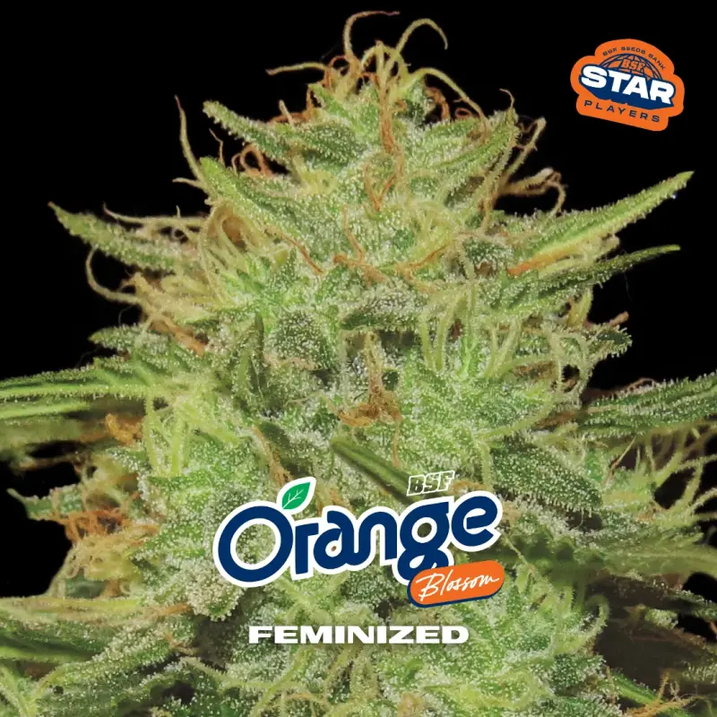 Orange Blossom|BSF Seeds Brasil