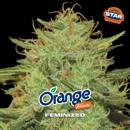 Orange Blossom|BSF Seeds Brasil