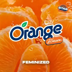 Orange Blossom|BSF Seeds Brasil