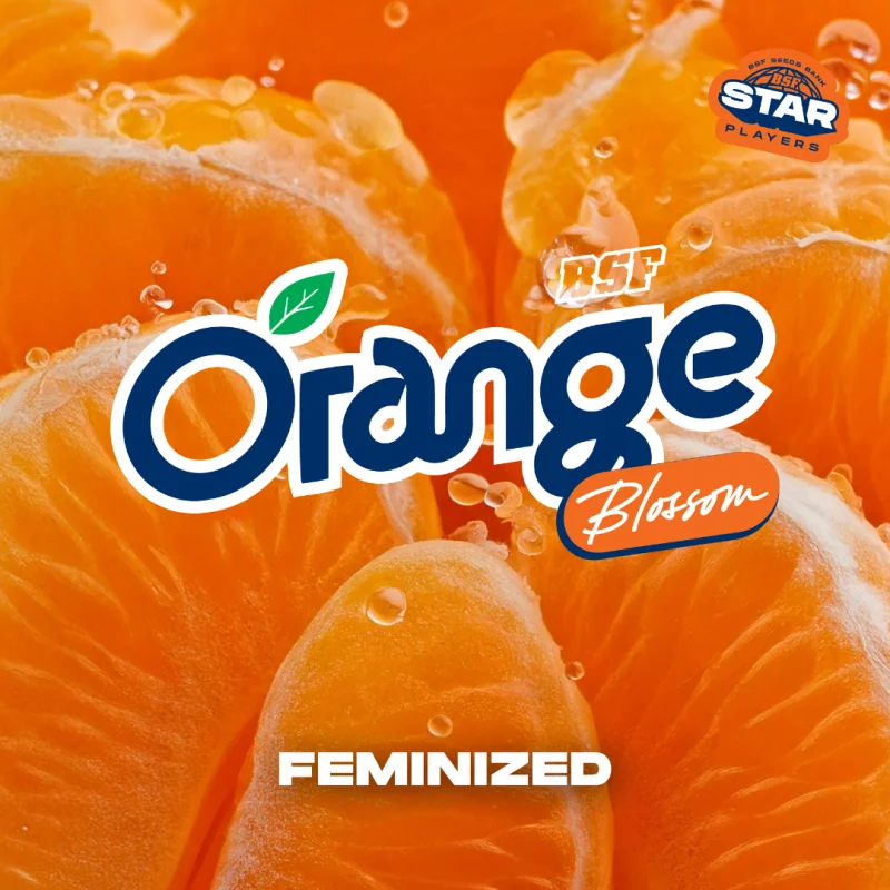 Sementes de Maconha Feminizadas Orange Blossom | BSF Seeds Brasil
