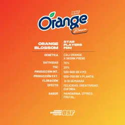Orange Blossom|BSF Seeds Brasil