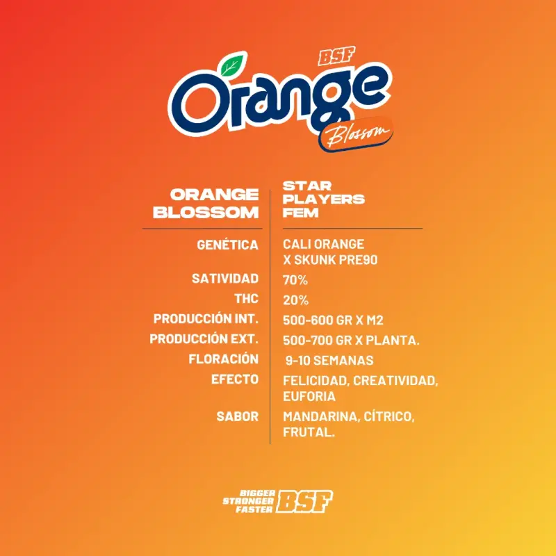 Orange Blossom|BSF Seeds Brasil