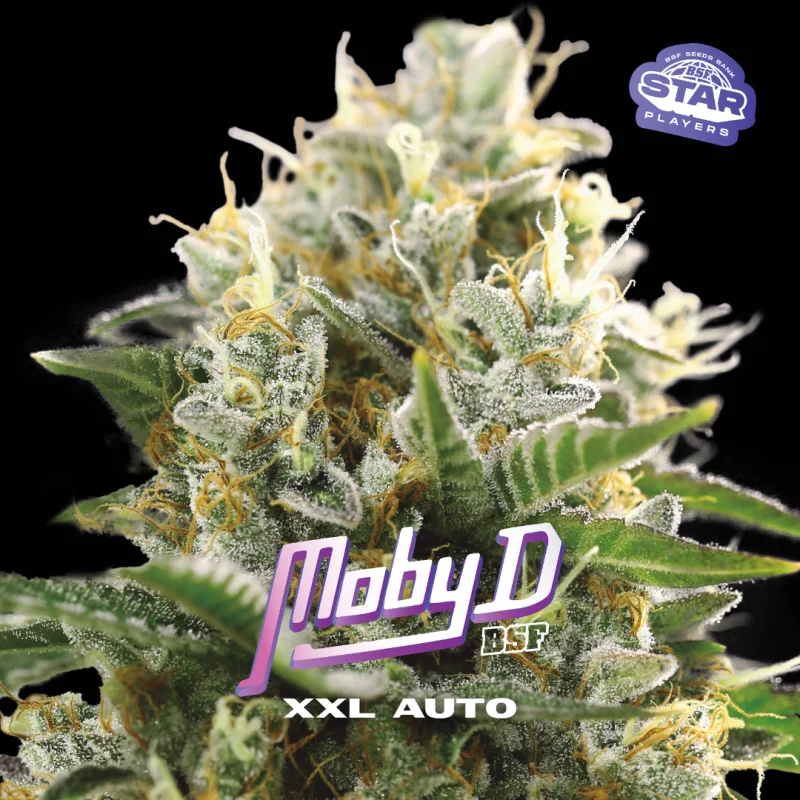 Sementes de Cannabis Automáticas Moby D XXL Auto | BSF Seeds Brasil | Compre Agora