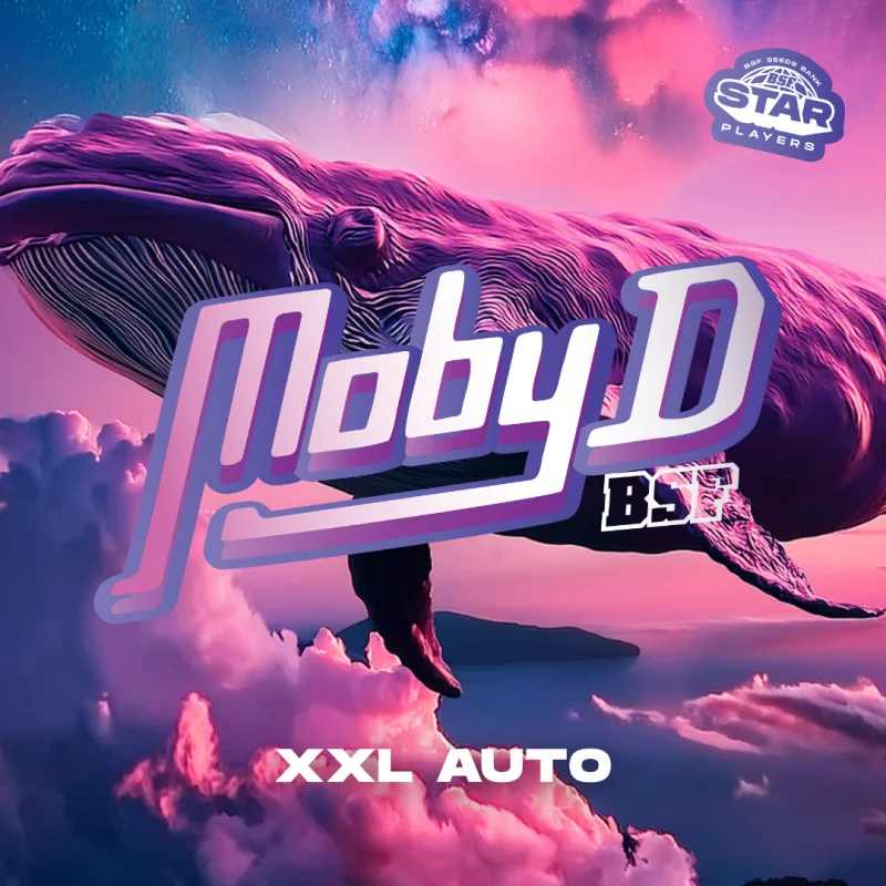 Sementes de Cannabis Automáticas Moby D XXL Auto | BSF Seeds Brasil | Compre Agora