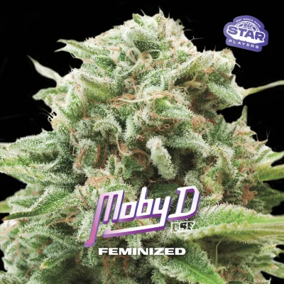 Sementes de Maconha Feminizadas Moby D | BSF Seeds Brasil