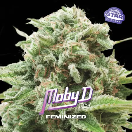 Moby D|BSF Seeds Brasil