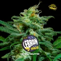 Sementes de Cannabis Automáticas Lebron Haze XXL Auto | BSF Seeds Brasil | Compre Agora