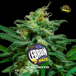 Sementes de Cannabis Automáticas Lebron Haze XXL Auto | BSF Seeds Brasil | Compre Agora