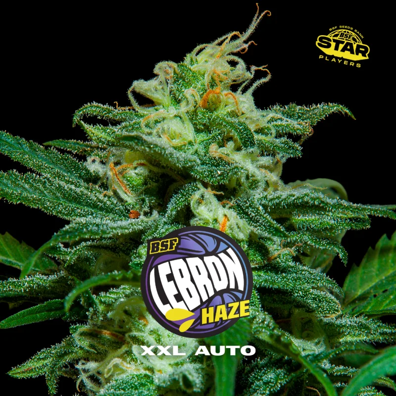 Sementes de Cannabis Automáticas Lebron Haze XXL Auto | BSF Seeds Brasil | Compre Agora