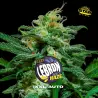 Lebron Haze XXL Auto|BSF Seeds Brasil