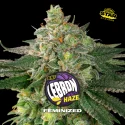 Sementes de Maconha Feminizadas Lebron Haze | BSF Seeds Brasil