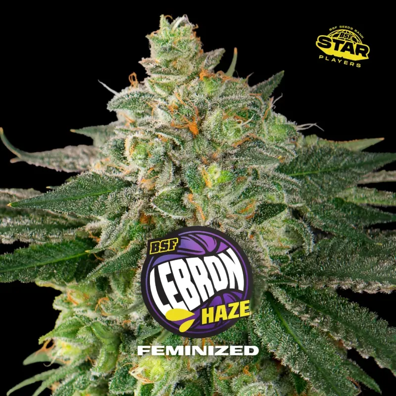 Lebron Haze|BSF Seeds Brasil