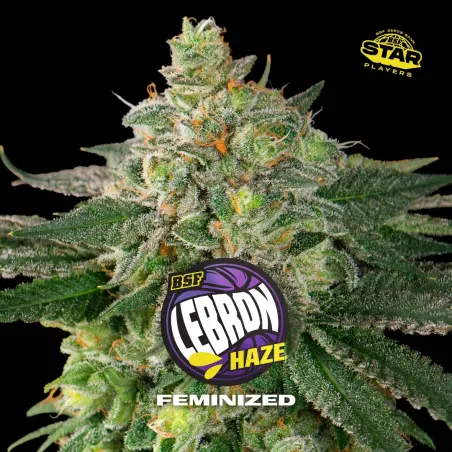 Lebron Haze|BSF Seeds Brasil