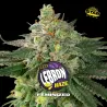 Lebron Haze|BSF Seeds Brasil