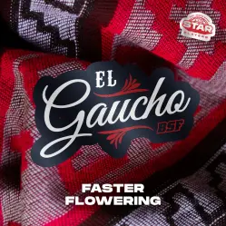 El Gaucho|BSF Seeds Brasil