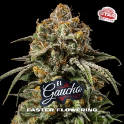 Sementes de Maconha Faster El Gaucho| BSF Seeds Brasil