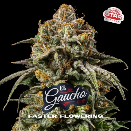 Sementes de Maconha Faster El Gaucho| BSF Seeds Brasil
