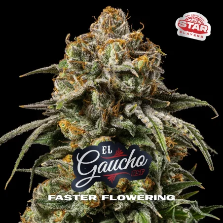 Sementes de Maconha Faster El Gaucho| BSF Seeds Brasil