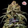 El Gaucho|BSF Seeds Brasil