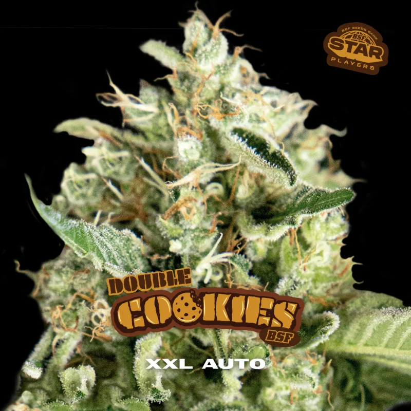Sementes de Cannabis Automáticas Double Cookies Auto | BSF Seeds Brasil | Compre Agora