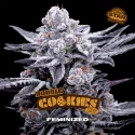 Sementes de Maconha Feminizadas Double Cookies | BSF Seeds Brasil