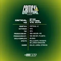 Critical +2 XXL Auto|BSF Seeds Brasil