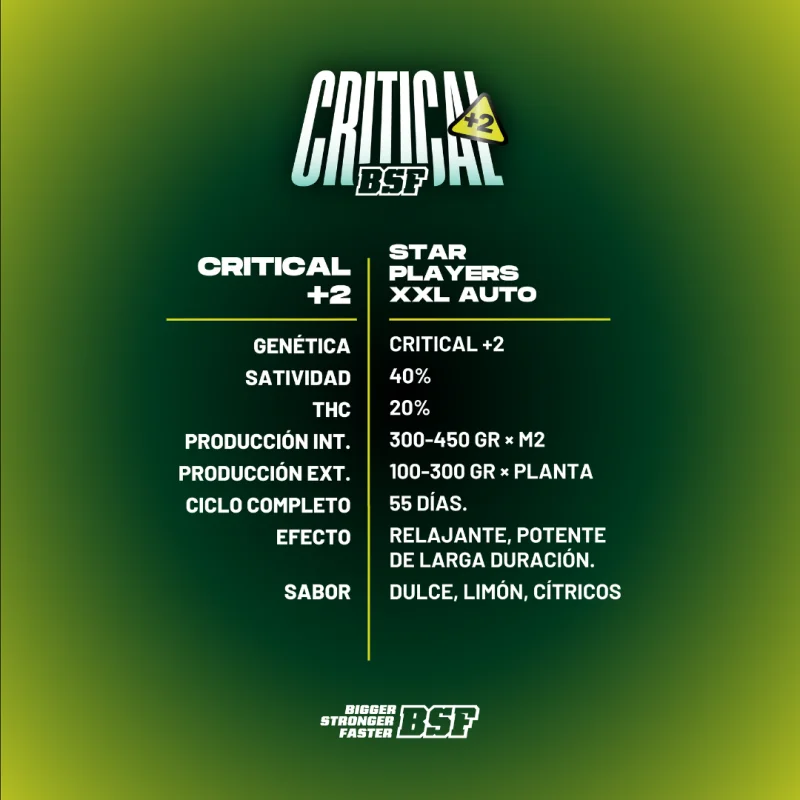 Sementes de Cannabis Automáticas Critical +2 XXL Auto | BSF Seeds Brasil | Compre Agora
