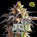 Sementes de Cannabis Automáticas Critical +2 XXL Auto | BSF Seeds Brasil | Compre Agora
