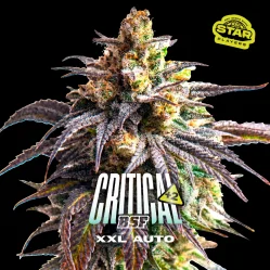 Sementes de Cannabis Automáticas Critical +2 XXL Auto | BSF Seeds Brasil | Compre Agora
