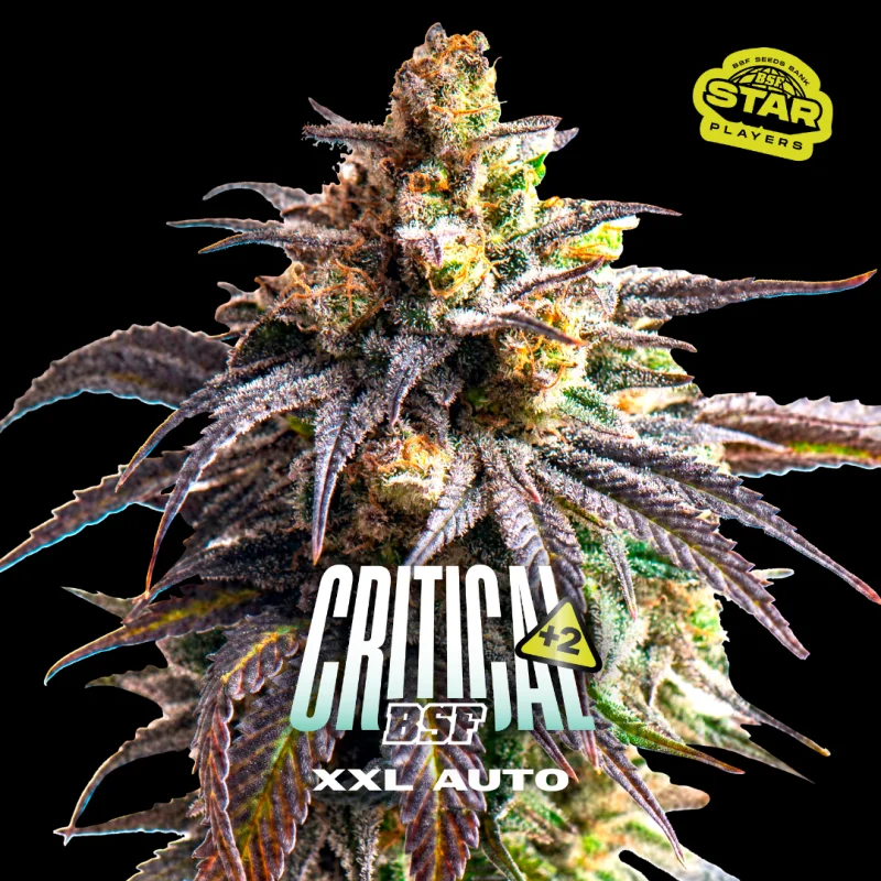 Sementes de Cannabis Automáticas Critical +2 XXL Auto | BSF Seeds Brasil | Compre Agora