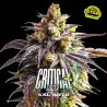 Critical +2 XXL Auto|BSF Seeds Brasil