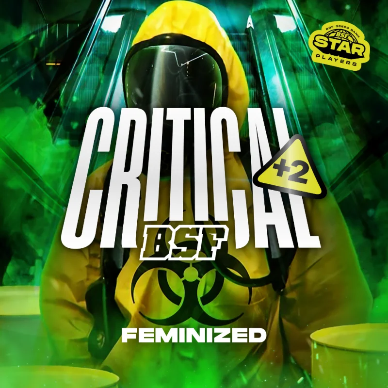 Sementes de Maconha Feminizadas Critical +2 | BSF Seeds Brasil