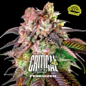 Sementes de Maconha Feminizadas Critical +2 | BSF Seeds Brasil