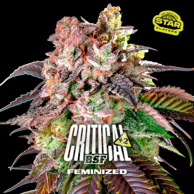 Sementes de Maconha Feminizadas Critical +2 | BSF Seeds Brasil