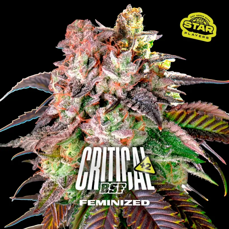 Critical +2|BSF Seeds Brasil
