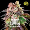 Critical +2|BSF Seeds Brasil