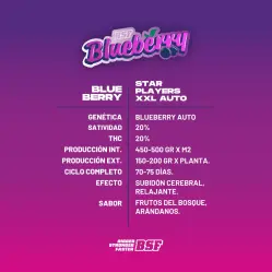 Blueberry XXL Auto|BSF Seeds Brasil