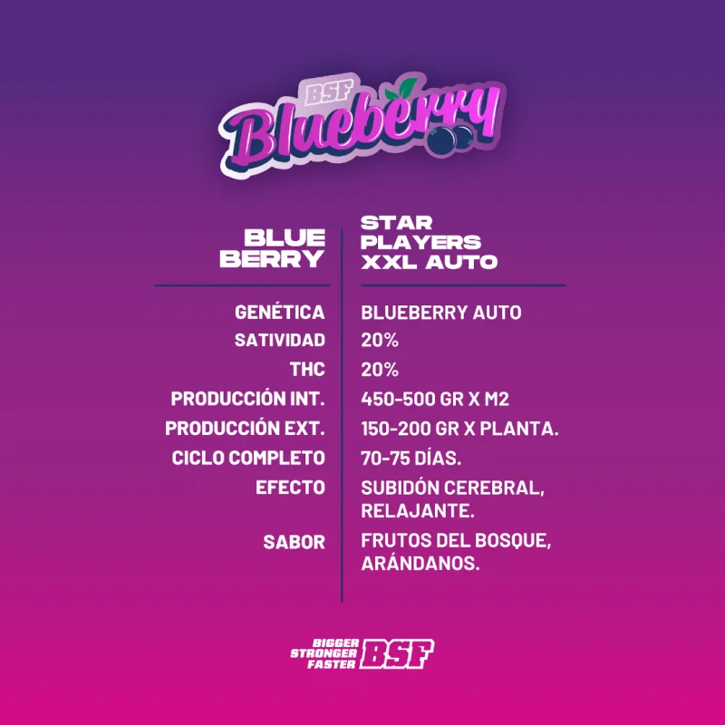 Sementes de Cannabis Automáticas Blueberry XXL Auto | BSF Seeds Brasil | Compre Agora